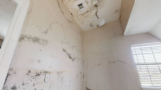 Best Asbestos and Lead Testing During Mold Inspection  in North Brooksville, FL