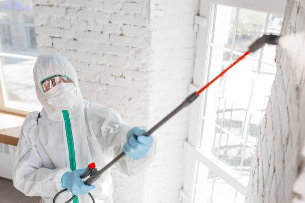 Best Attic Mold Removal  in North Brooksville, FL
