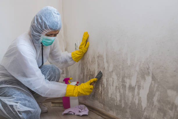 Best Mold Prevention Services  in North Brooksville, FL