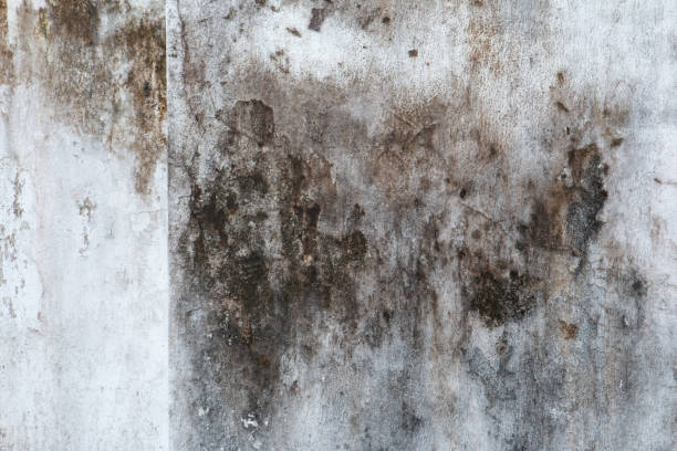 Biohazard Mold Removal in North Brooksville, FL
