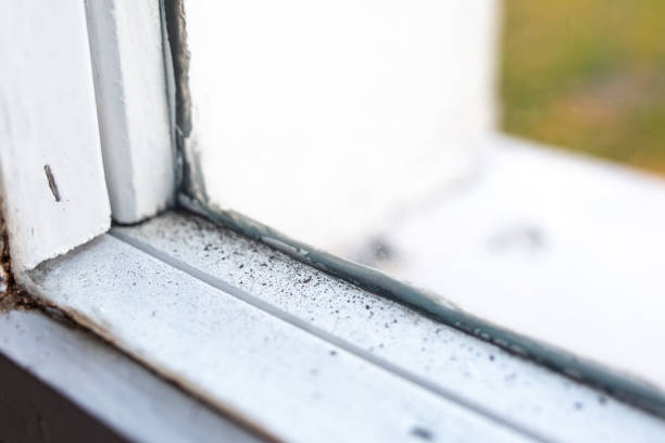 Mold Documentation for Insurance Claims in North Brooksville, FL
