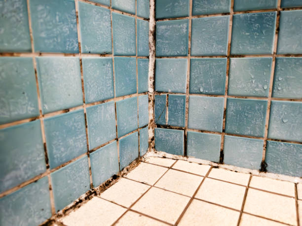 Best Mold Documentation for Insurance Claims  in North Brooksville, FL