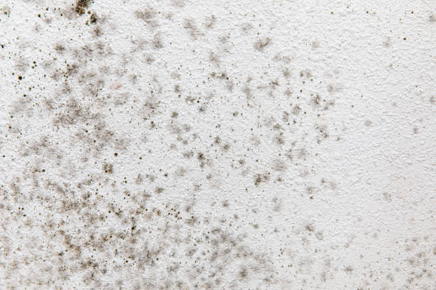 Best Environmental Consulting for Mold Prevention  in North Brooksville, FL