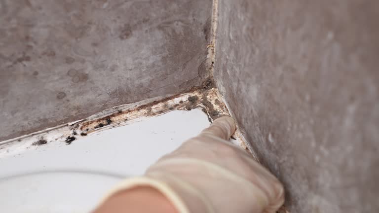 Best Mold Remediation for Healthcare Facilities  in North Brooksville, FL