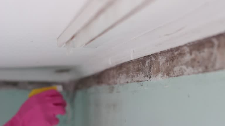 Professional Mold Removal in North Brooksville, FL